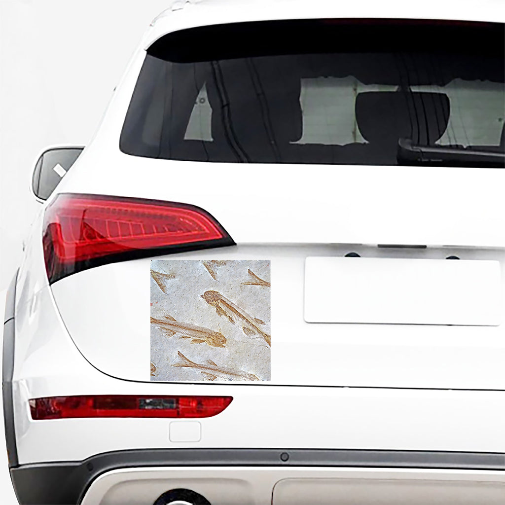 Lycoptera Fish Fossil Print Car Sticker