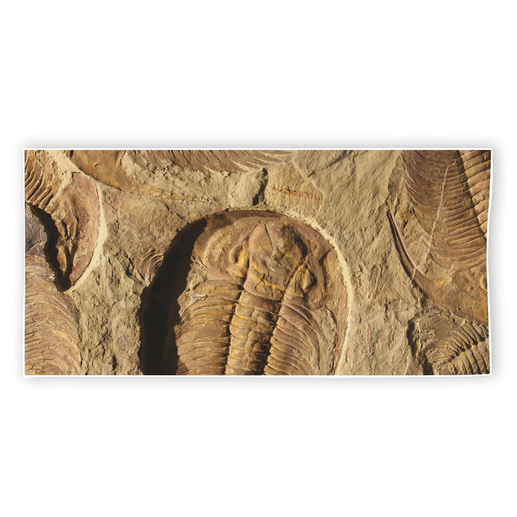 Trilobite Fossil Print Beach Towel