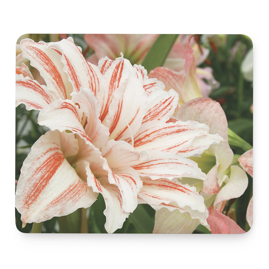 White And Pink Amaryllis Print Mouse Pad