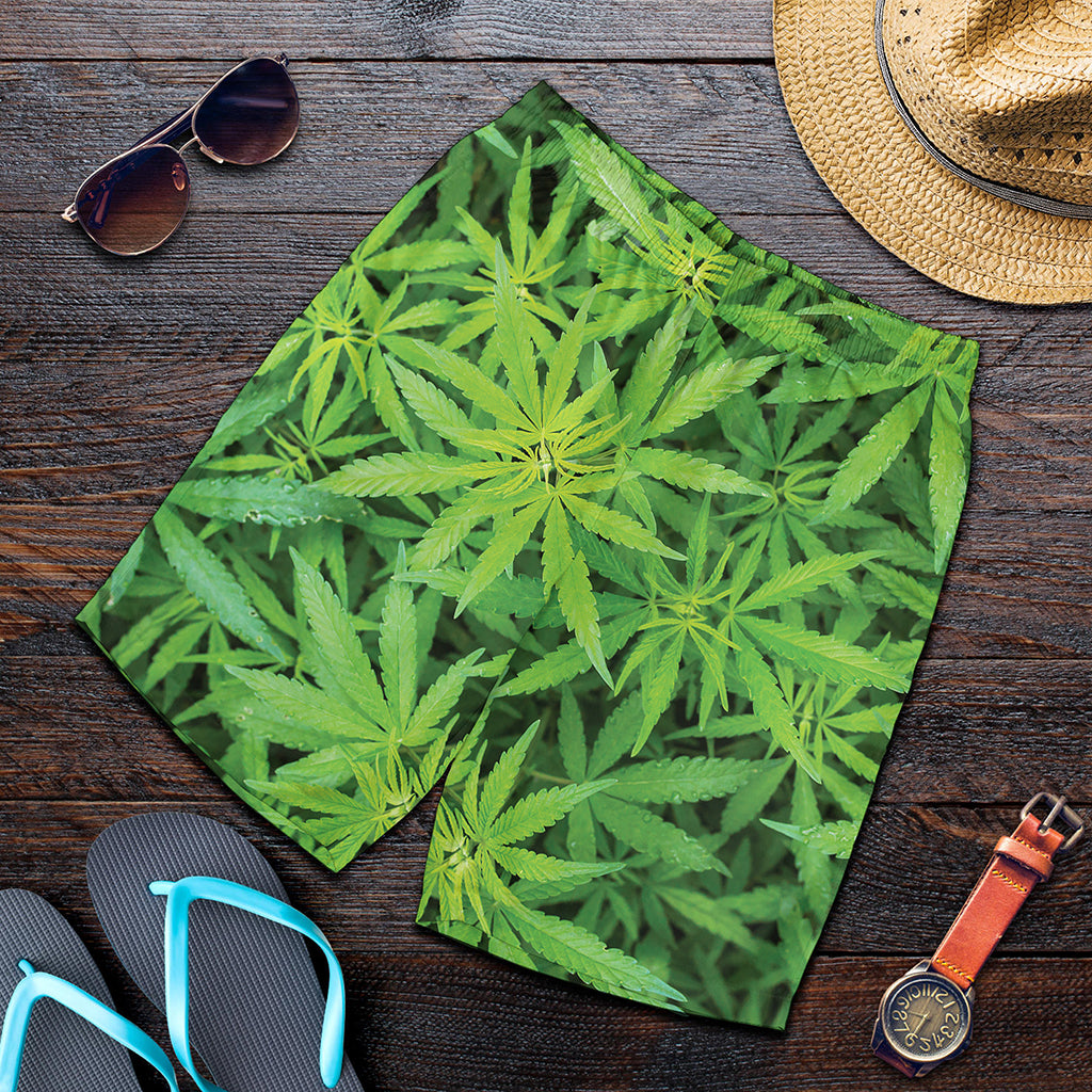 Green Pot Leaf Print Men's Shorts