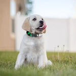 8-Bit Pixel Panda Print Dog Collar