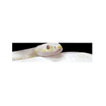 Albino Snake Print Bed Runner