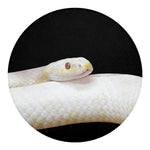 Albino Snake Print Round Blanket