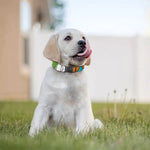 Aloha Tiki Print Dog Collar