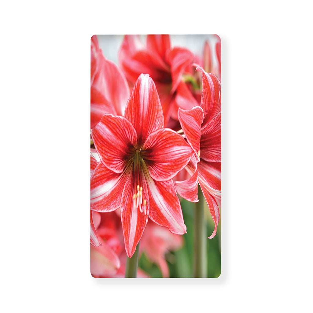 Amaryllis Flower Print Baby Crib Sheet