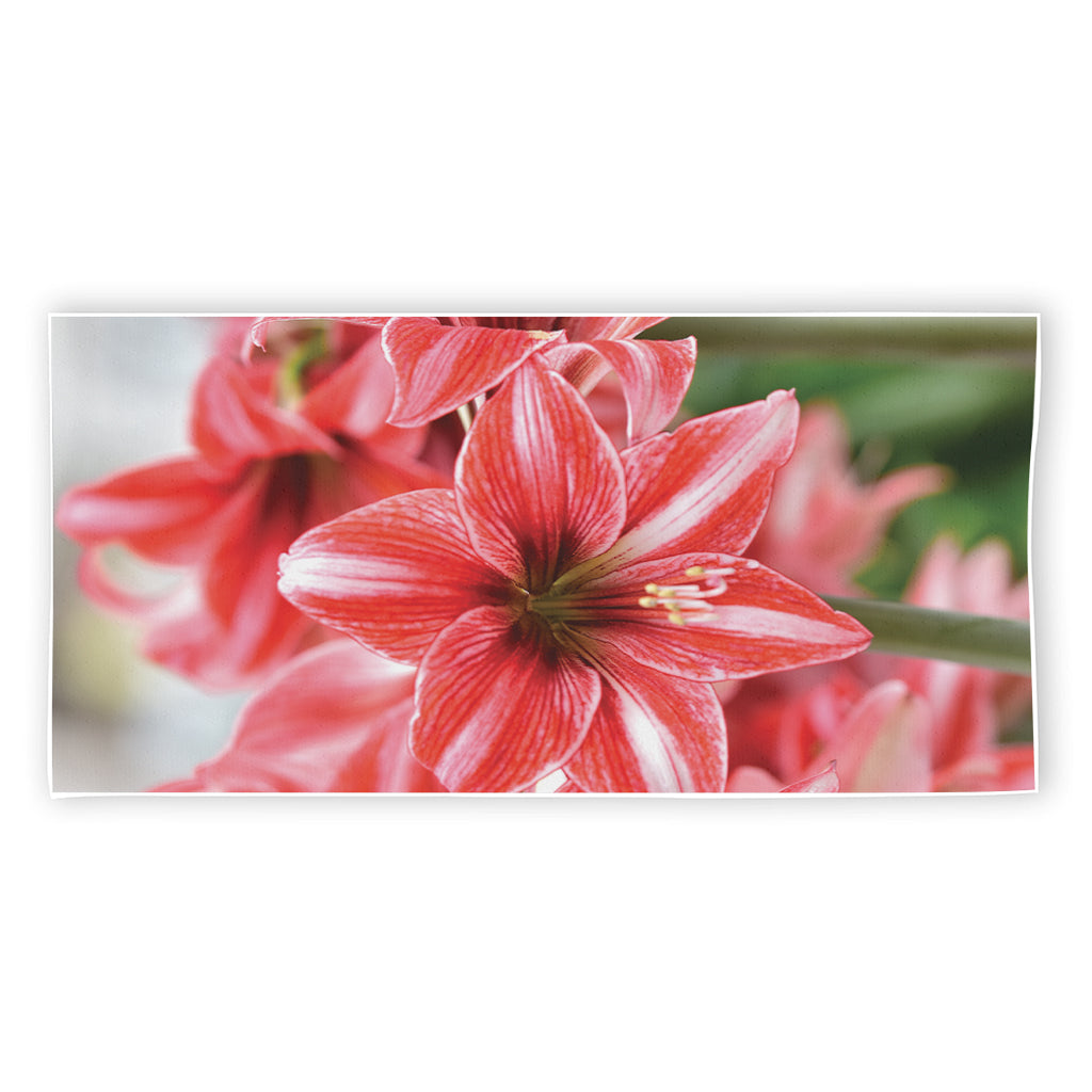 Amaryllis Flower Print Beach Towel