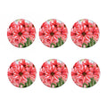 Amaryllis Flower Print Coaster Set