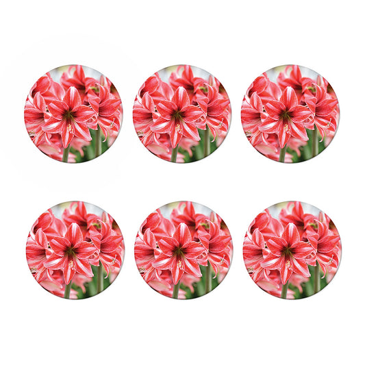 Amaryllis Flower Print Coaster Set