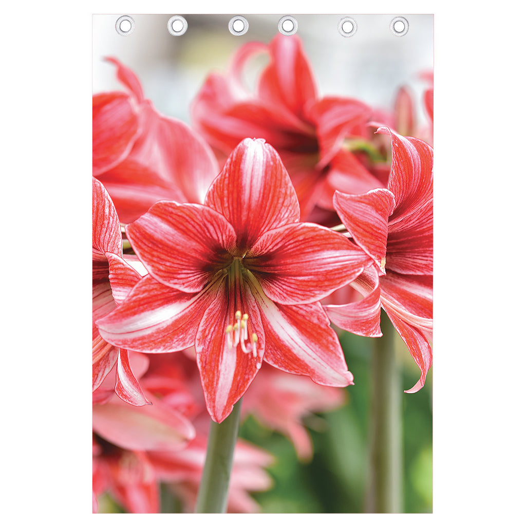 Amaryllis Flower Print Curtain