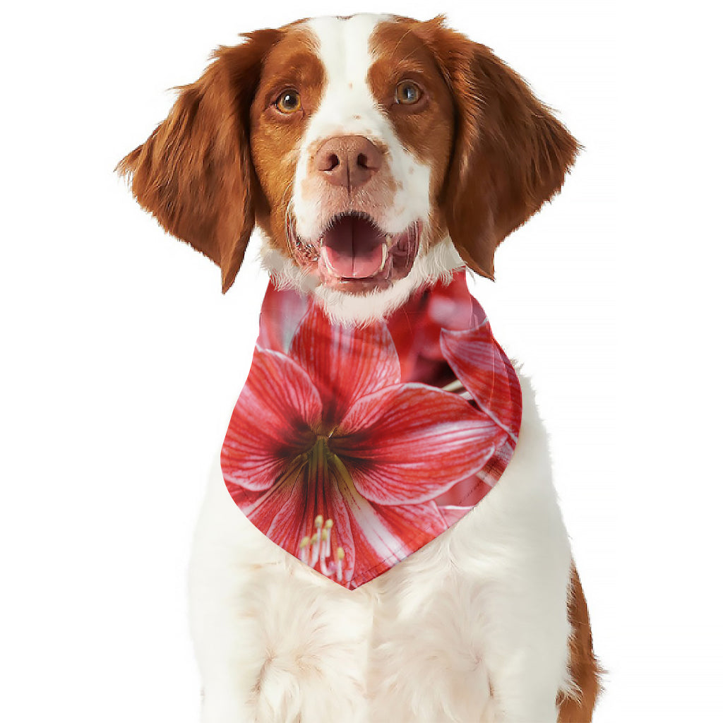 Amaryllis Flower Print Dog Bandana