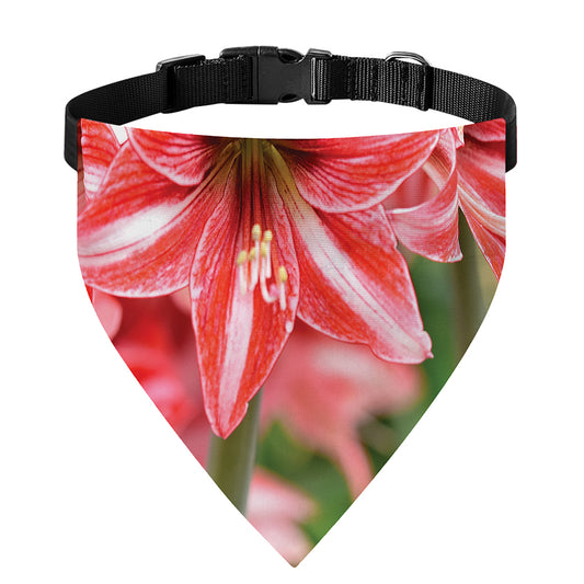 Amaryllis Flower Print Over The Collar Dog Bandana