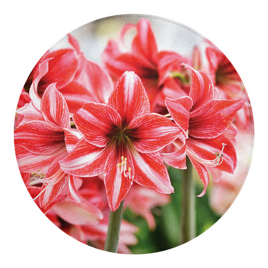 Amaryllis Flower Print Round Blanket