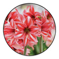 Amaryllis Flower Print Round Floor Mat