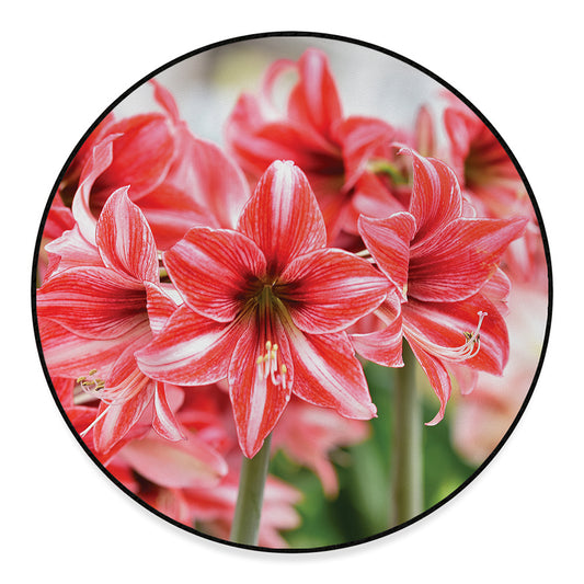 Amaryllis Flower Print Round Floor Mat