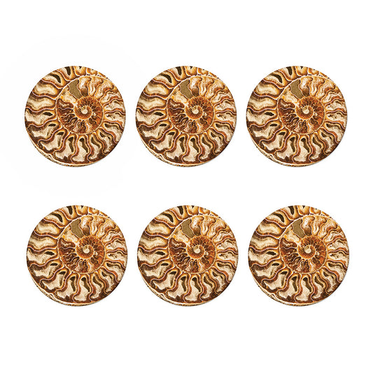Ammonite Fossil Print Coaster Set