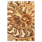 Ammonite Fossil Print Curtain