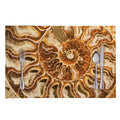 Ammonite Fossil Print Placemat