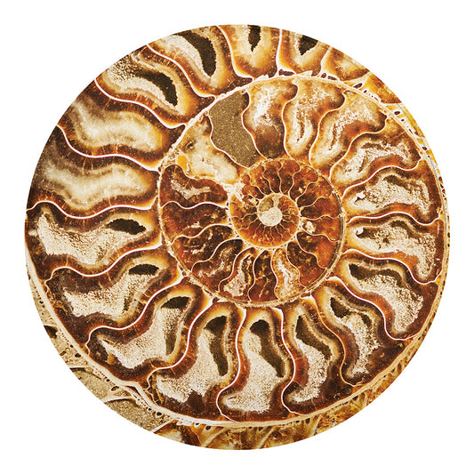 Ammonite Fossil Print Round Blanket