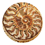 Ammonite Fossil Print Round Blanket