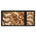 Ammonite Fossil Print Trifold Wallet