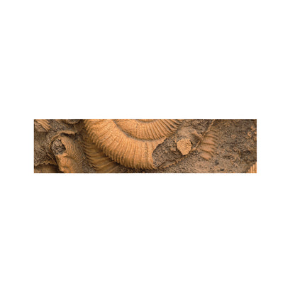 Ammonite Shell Fossil Print Bed Runner