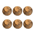 Ammonite Shell Fossil Print Coaster Set
