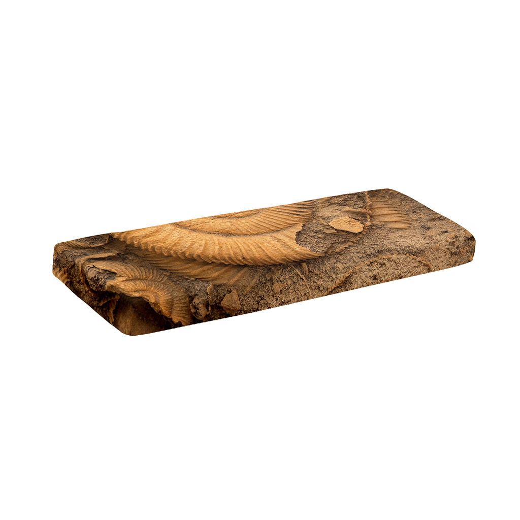 Ammonite Shell Fossil Print Piano Keyboard Cover