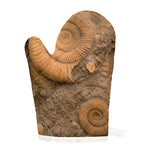 Ammonite Shell Fossil Print Single Oven Mitt