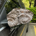 Ammonoidea Fossil Print Car Side Mirror Covers