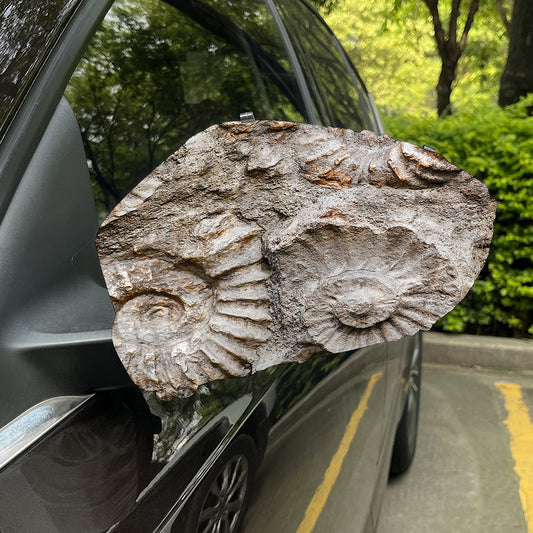 Ammonoidea Fossil Print Car Side Mirror Covers