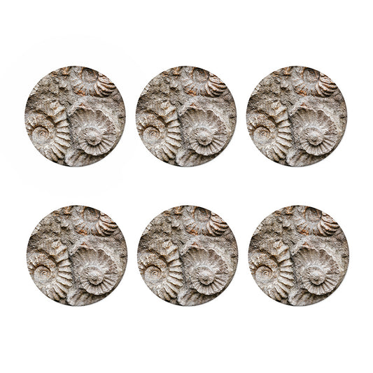 Ammonoidea Fossil Print Coaster Set