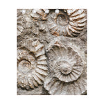 Ammonoidea Fossil Print Curtain