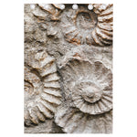 Ammonoidea Fossil Print Curtain