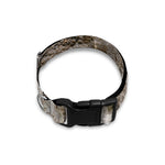 Ammonoidea Fossil Print Dog Collar