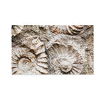 Ammonoidea Fossil Print Polyester Flag