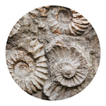 Ammonoidea Fossil Print Round Blanket