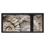 Ammonoidea Fossil Print Trifold Wallet