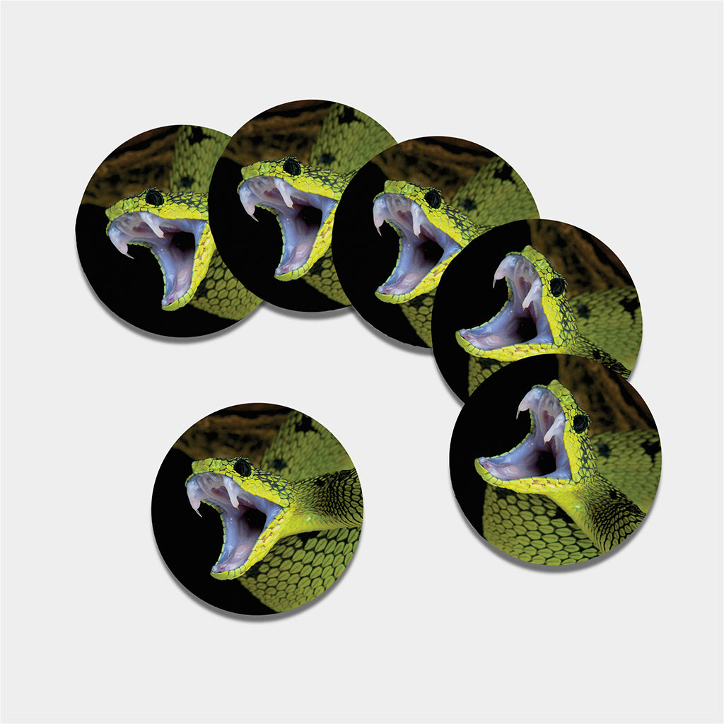Atheris Nitschei Snake Print Leather Coaster Set