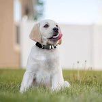 Black And White Mjolnir Print Dog Collar