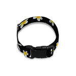 Black Plumeria Flower Pattern Print Dog Collar