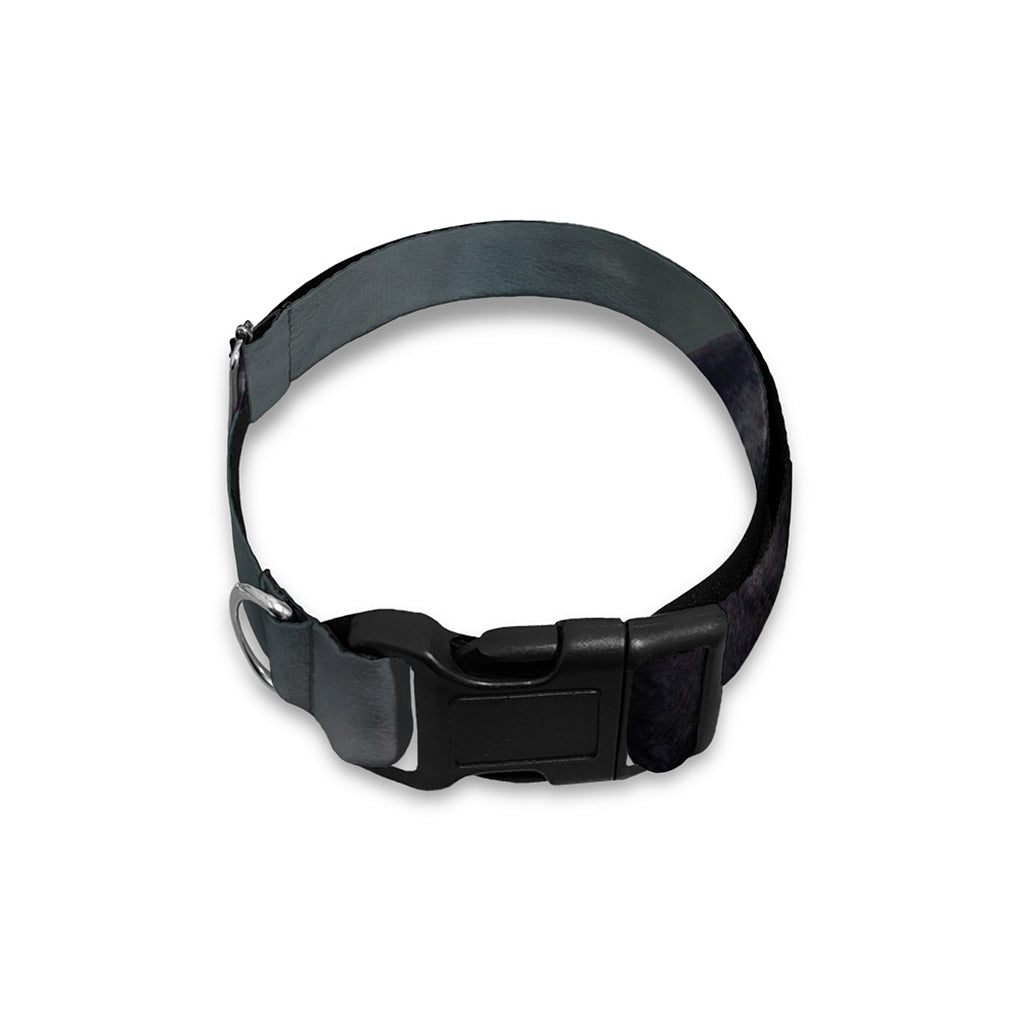 Black Stallion Horse Print Dog Collar