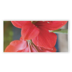 Blooming Amaryllis Print Beach Towel