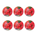 Blooming Amaryllis Print Coaster Set