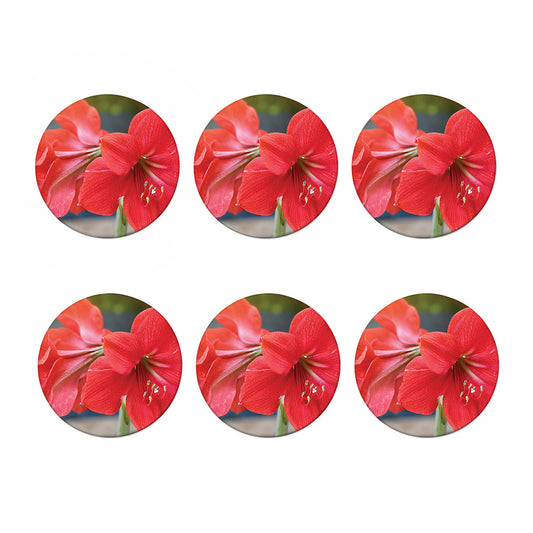 Blooming Amaryllis Print Coaster Set