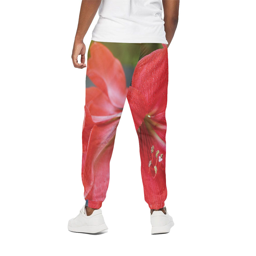 Blooming Amaryllis Print Cotton Pants