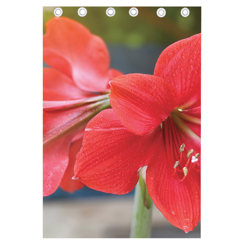 Blooming Amaryllis Print Curtain