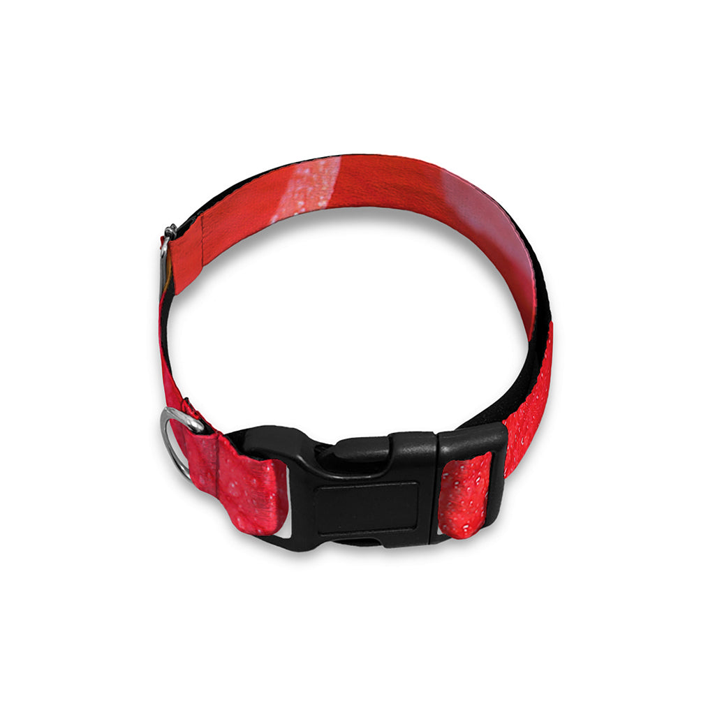 Blooming Amaryllis Print Dog Collar