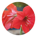 Blooming Amaryllis Print Round Blanket