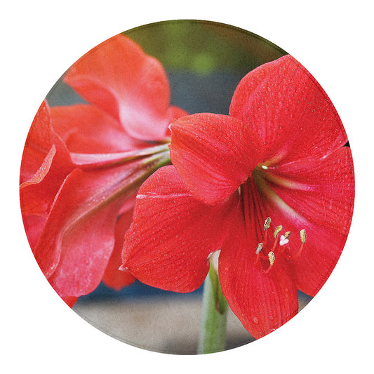 Blooming Amaryllis Print Round Blanket