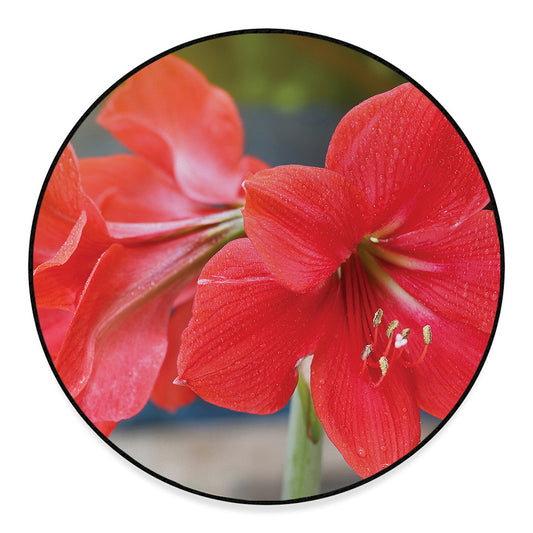 Blooming Amaryllis Print Round Floor Mat